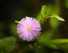 50 Mimosa Pudica | Sensitive Plant Seeds - Seed World