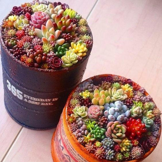 50 Succulent Seeds Mix - Echeveria Species - Seed World