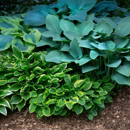 50 Mixed Hosta Seeds - Seed World