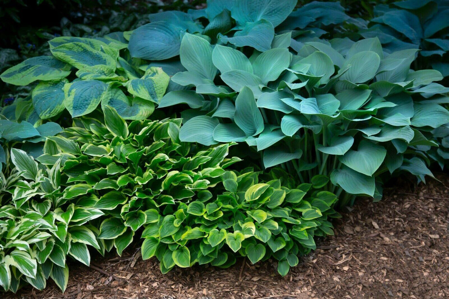 50 Mixed Hosta Seeds - Seed World