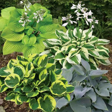 50 Mixed Hosta Seeds - Seed World