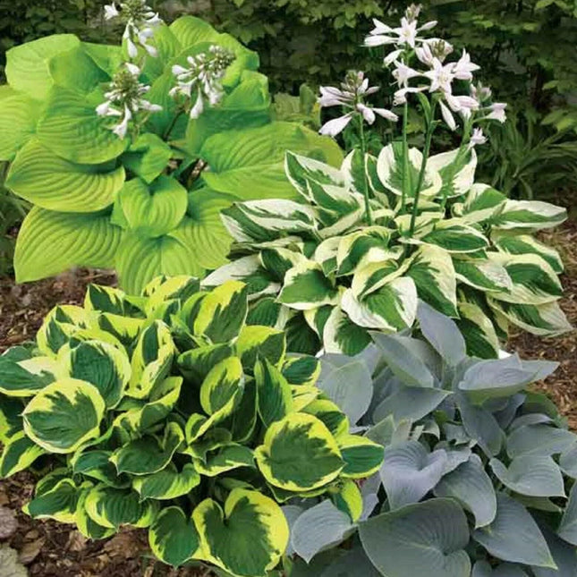 50 Mixed Hosta Seeds - Seed World