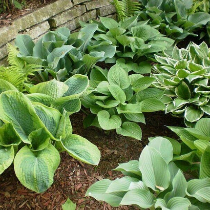 50 Mixed Hosta Seeds - Seed World
