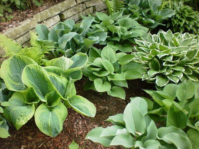 50 Mixed Hosta Seeds - Seed World