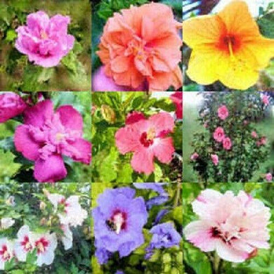 50 Mixed Rose of Sharon (Hibiscus Syriacus) Seeds - Seed World