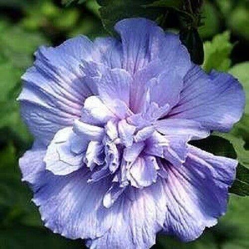 50 Mixed Rose of Sharon (Hibiscus Syriacus) Seeds - Seed World
