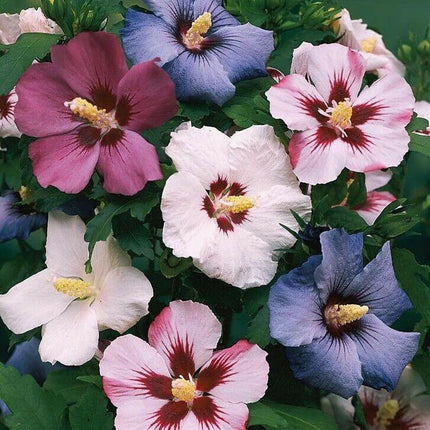 50 Mixed Rose of Sharon (Hibiscus Syriacus) Seeds - Seed World