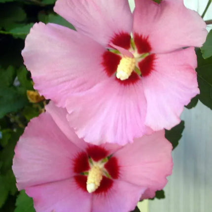 50 Mixed Rose of Sharon (Hibiscus Syriacus) Seeds - Seed World