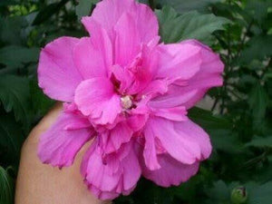 50 Mixed Rose of Sharon (Hibiscus Syriacus) Seeds - Seed World