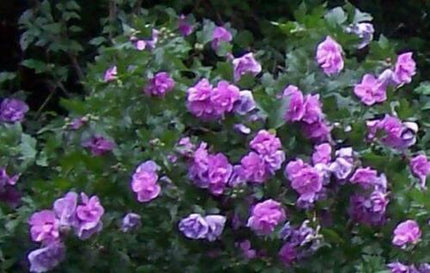 50 Mixed Rose of Sharon (Hibiscus Syriacus) Seeds - Seed World