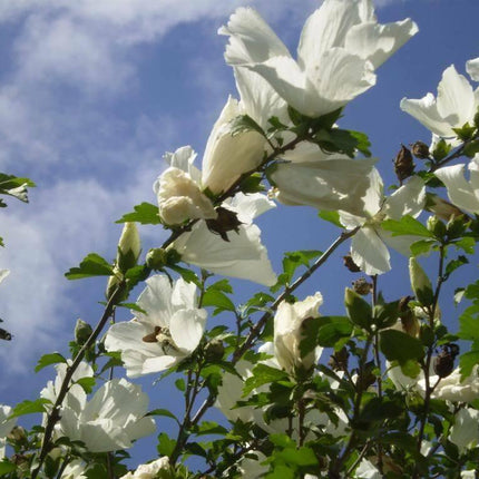 50 Mixed Rose of Sharon (Hibiscus Syriacus) Seeds - Seed World