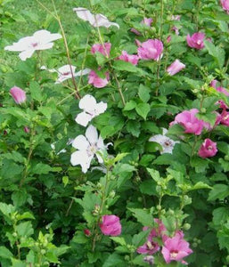 50 Mixed Rose of Sharon (Hibiscus Syriacus) Seeds - Seed World