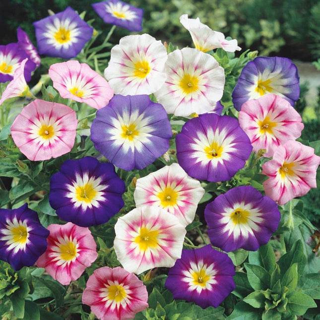 Morning Glory Ensign Mix (Convolvulus tricolor) with vibrant blue, pink, and white trumpet-shaped blooms, perfect for borders, containers, and pollinator gardens. Seed World