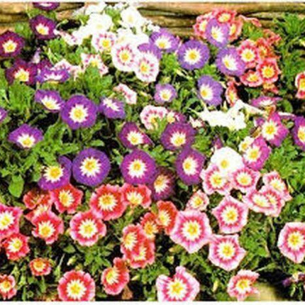 50 Morning Glory - Ensign Mix Seeds - Seed World