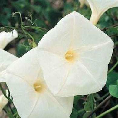 50 Morning Glory Seeds - Seed World