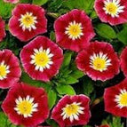 Ensign - Red