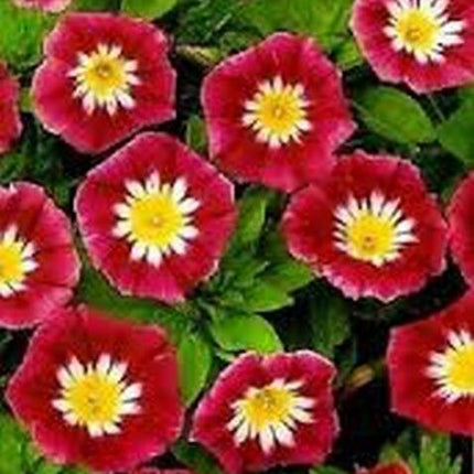 50 Morning Glory Seeds - Seed World