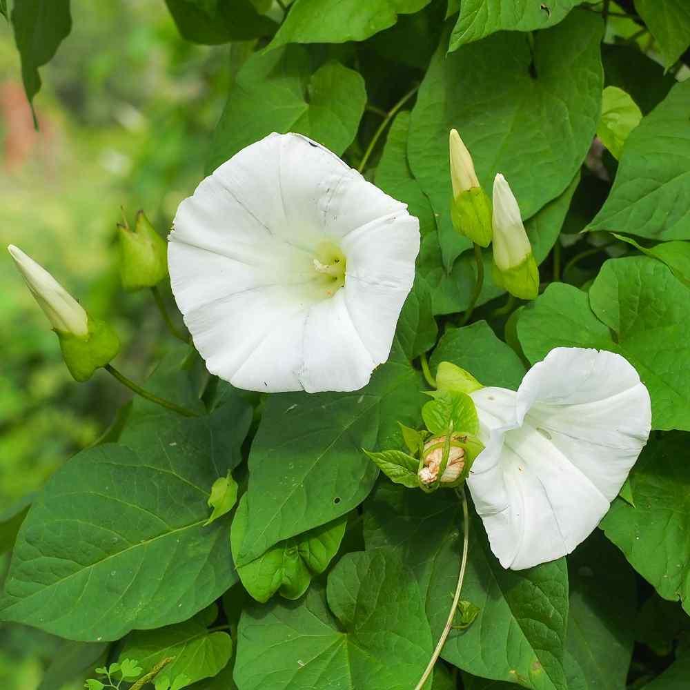 50 Morning Glory Seeds - Seed World