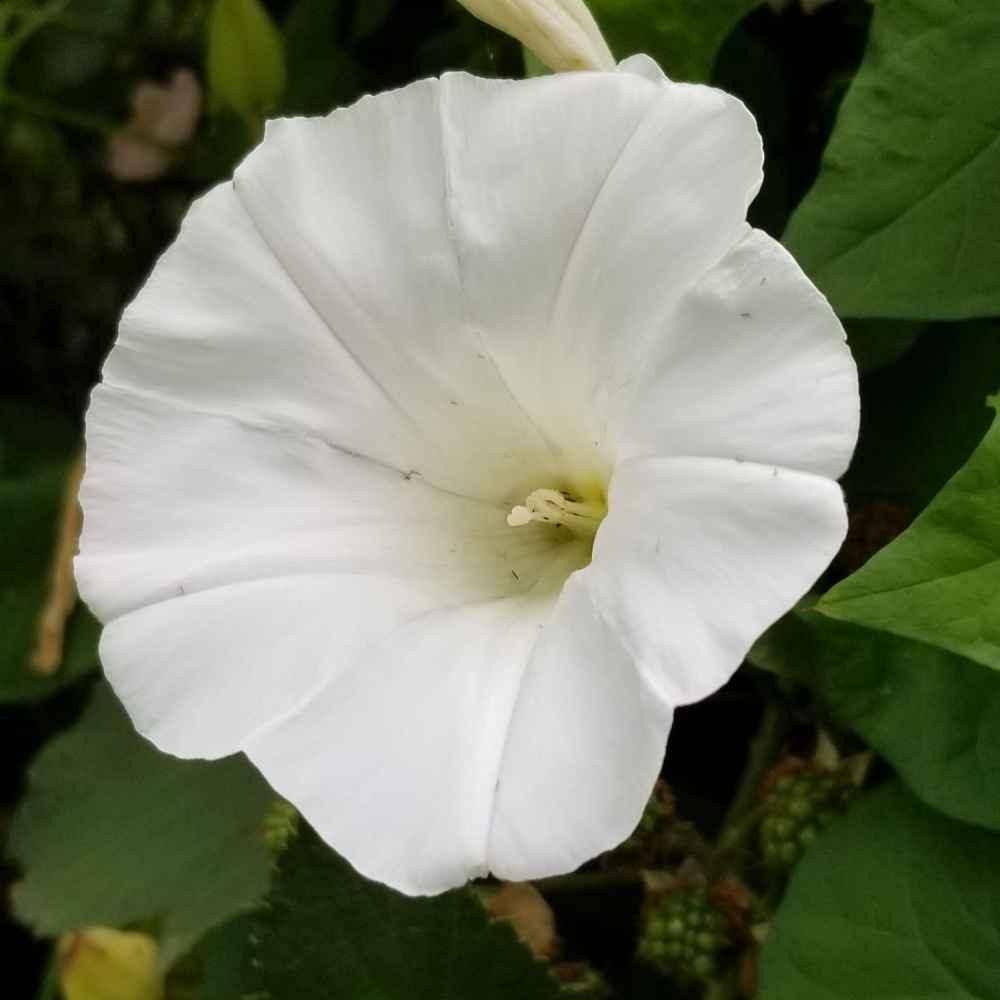 50 Morning Glory Seeds - Seed World