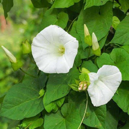 50 Morning Glory Seeds - Seed World