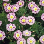 Ensign - Rose
