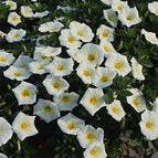 Ensign - White