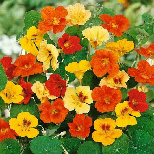 50 Nasturtium - Jewels Mix Seeds - Seed World
