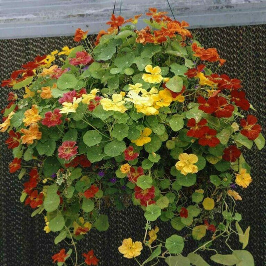 50 Nasturtium - Jewels Mix Seeds - Seed World