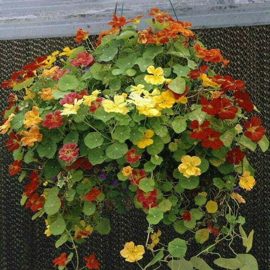 50 Nasturtium - Jewels Mix Seeds - Seed World