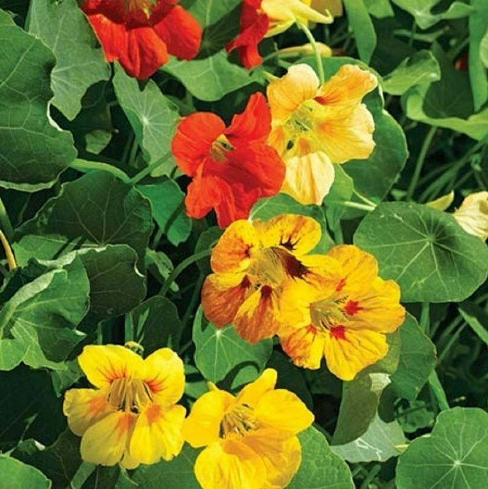 50 Nasturtium Tall Mix Flower Seeds - Seed World