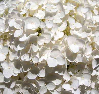 50 Native Hydrangea - Hydrangea Arboescens Seeds - Seed World