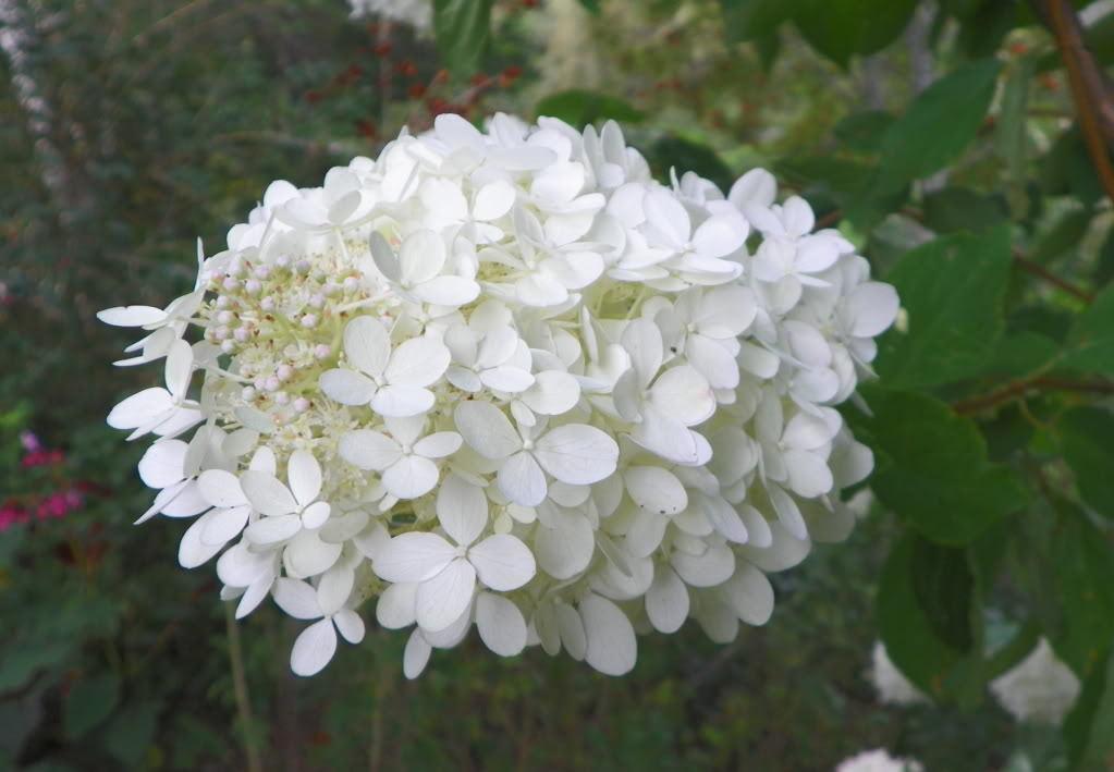 50 Native Hydrangea - Hydrangea Arboescens Seeds - Seed World