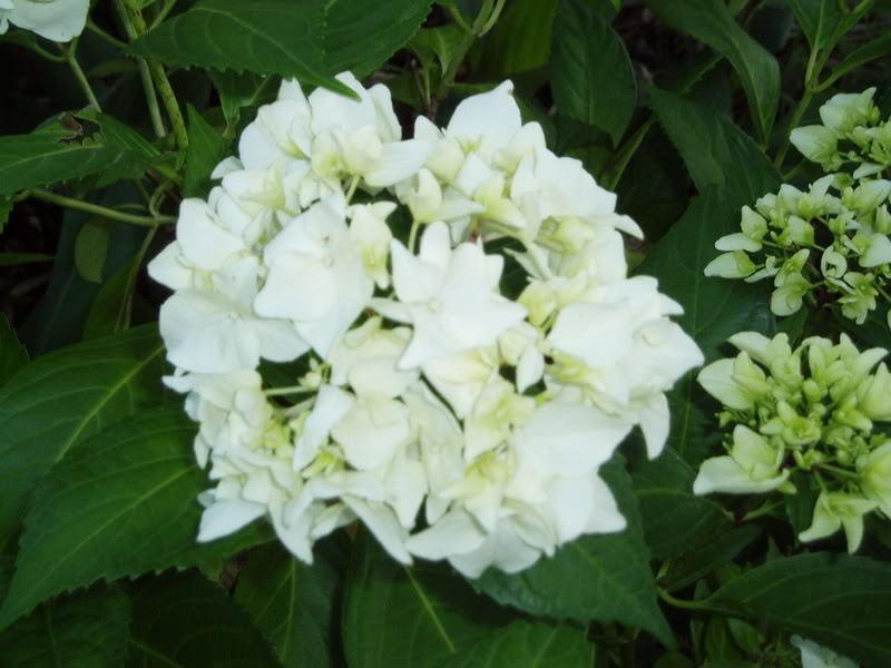 50 Native Hydrangea - Hydrangea Arboescens Seeds - Seed World