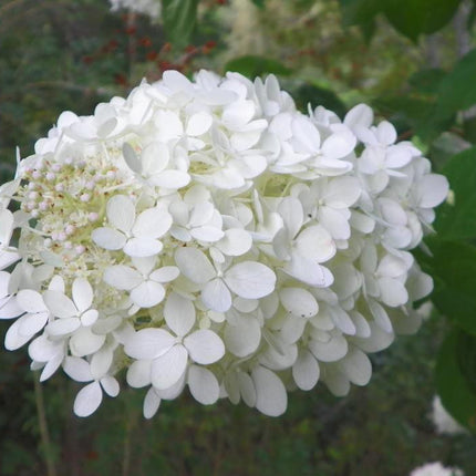 50 Native Hydrangea - Hydrangea Arboescens Seeds - Seed World