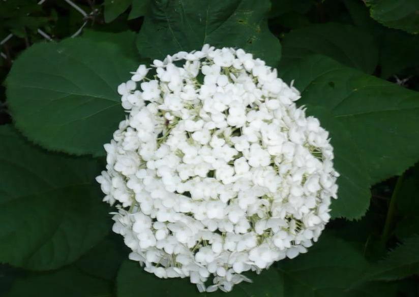 50 Native Hydrangea - Hydrangea Arboescens Seeds - Seed World