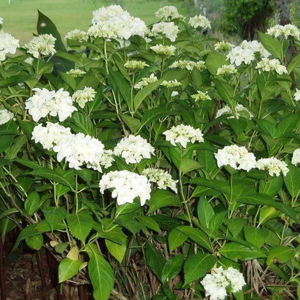 50 Native Hydrangea - Hydrangea Arboescens Seeds - Seed World