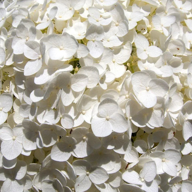 50 Native Hydrangea - Hydrangea Arboescens Seeds - Seed World