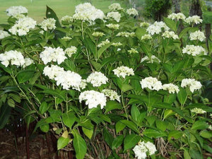 50 Native Hydrangea - Hydrangea Arboescens Seeds - Seed World
