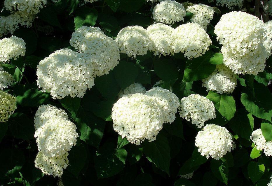 50 Native Hydrangea - Hydrangea Arboescens Seeds - Seed World