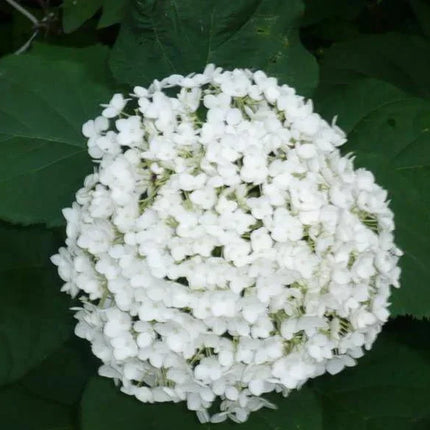 50 Native Hydrangea - Hydrangea Arboescens Seeds - Seed World