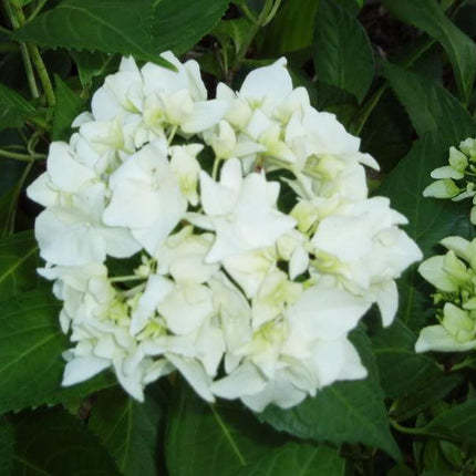 50 Native Hydrangea - Hydrangea Arboescens Seeds - Seed World