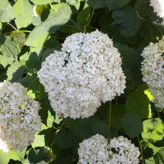 50 Native Hydrangea - Hydrangea Arboescens Seeds - Seed World