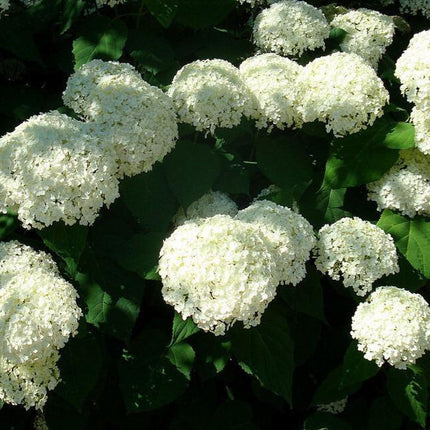 50 Native Hydrangea - Hydrangea Arboescens Seeds - Seed World