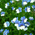Blue and White
