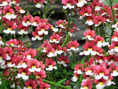 50 Nemesia Strumosa Seeds - Seed World