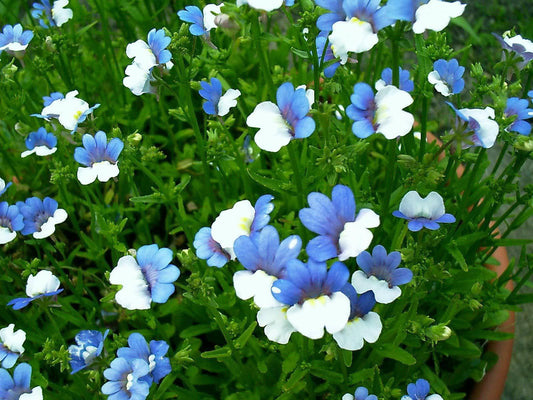 50 Nemesia Strumosa Seeds - Seed World
