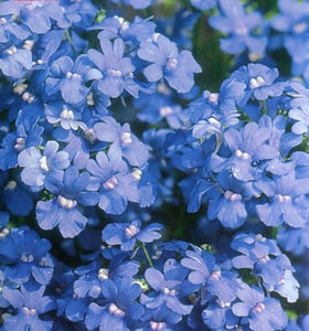 50 Nemesia Strumosa Seeds - Seed World