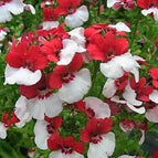 Red and White