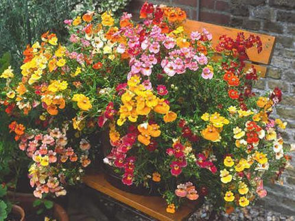 50 Nemesia Strumosa Seeds - Seed World