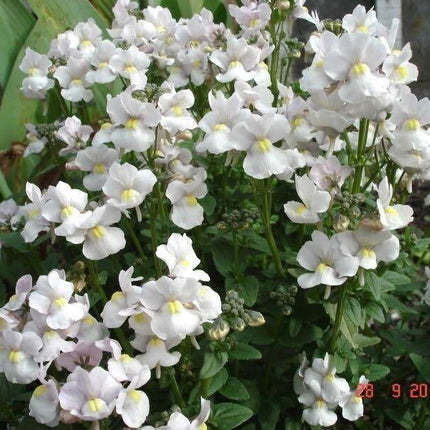 50 Nemesia Strumosa Seeds - Seed World